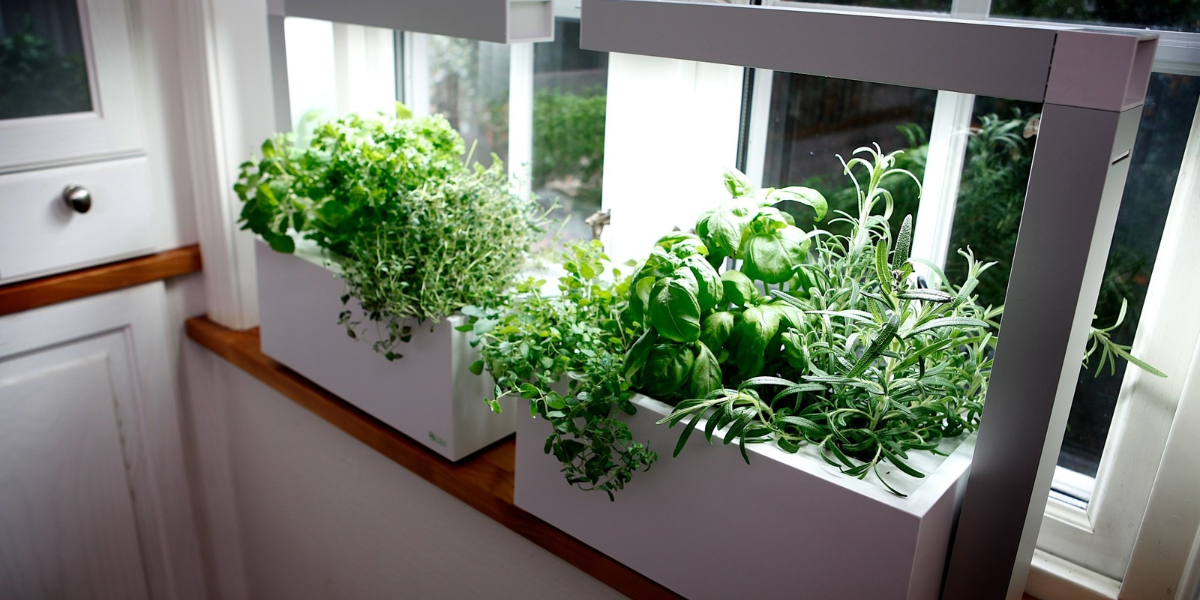 Herbs growing on a windowsill